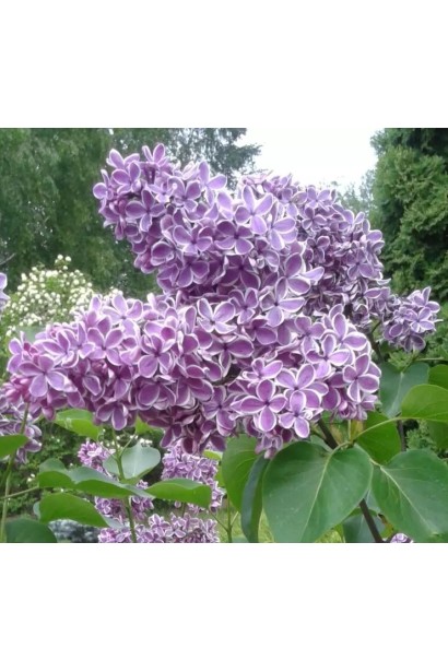 Бузок звичайний Ліла Вандер